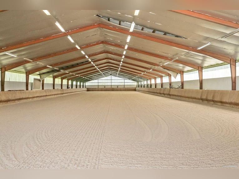 Springfield Farm – Ekskluzyjna posiadłość z międzynarodowym potencjałem, 8 ha