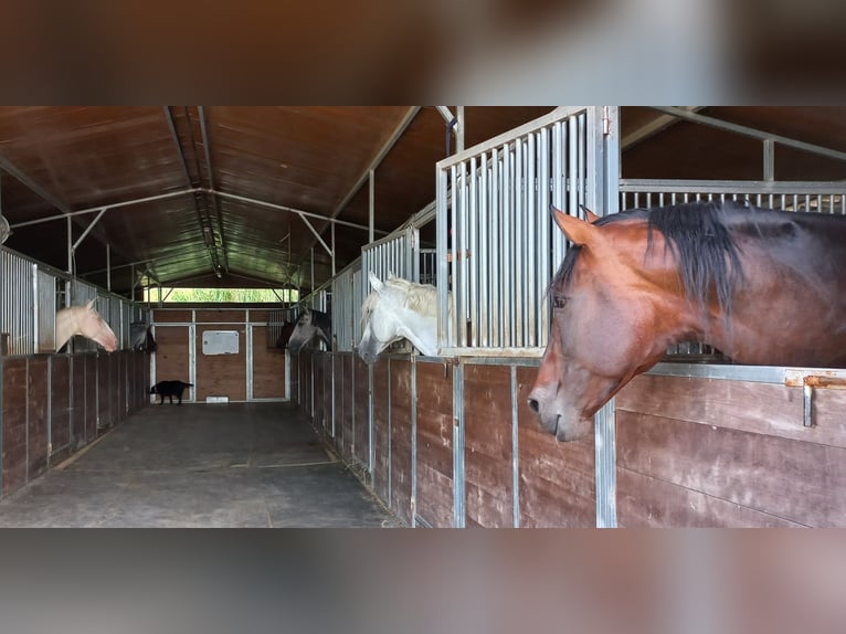 Stables and paddock for rent, and livery service in Tarifa (Cádiz)