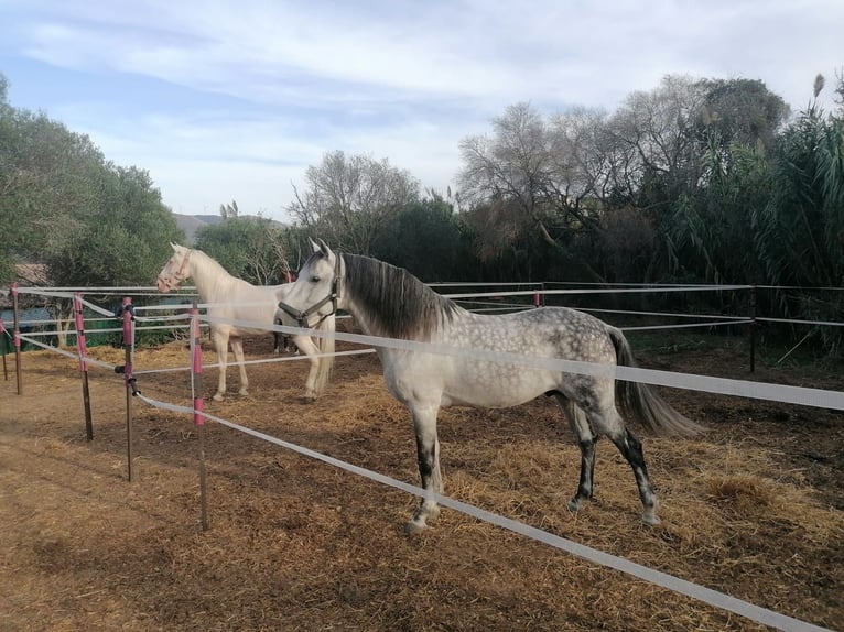 Stables and paddock for rent, and livery service in Tarifa (Cádiz)