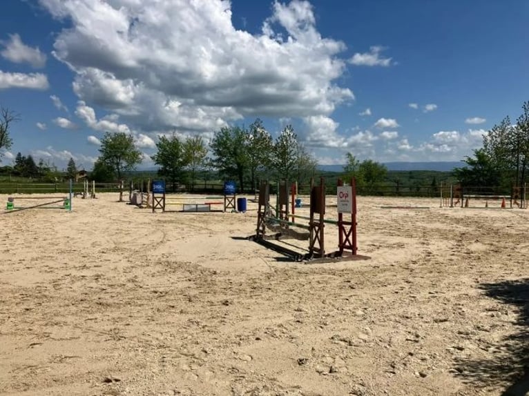 Stajnia hodowlana i handlowa koni