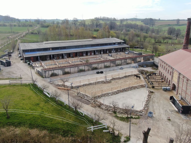 Stajnia jeździecka w okolicach Drezna - udział