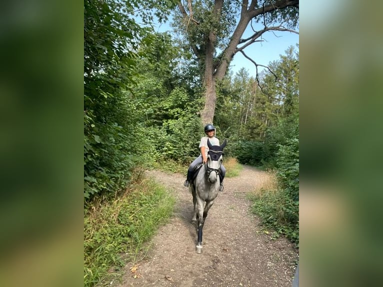 Stallgasse nähe Wien auf wunderschöner Reitanlage zu Vermieten, perfekt für Profis und Ausbildner