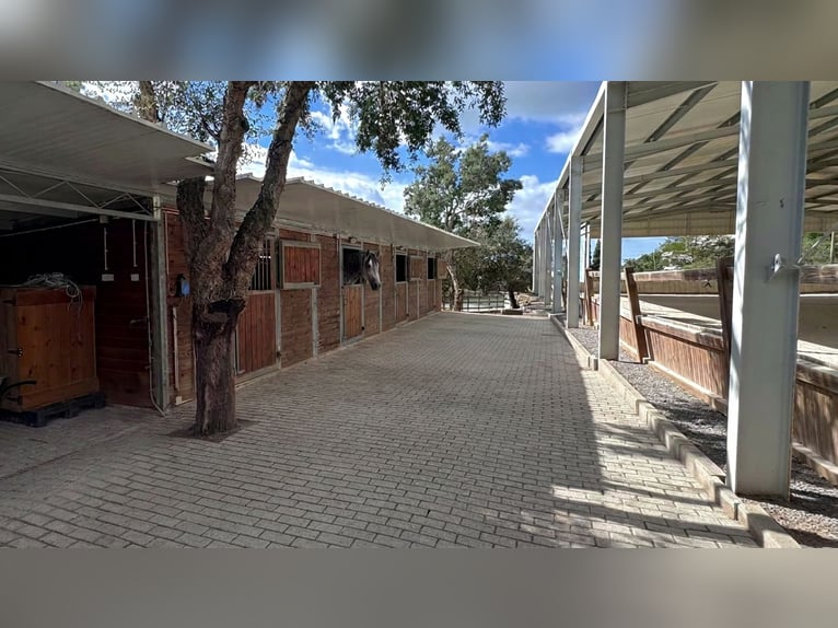 Stylowe życie z najwyższej klasy ośrodkiem jeździeckim w Algarve w Portugalii
