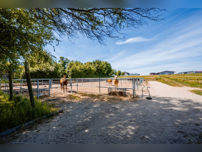 THE RANCH – luksusowa stadnina jeździecka najwyższej klasy