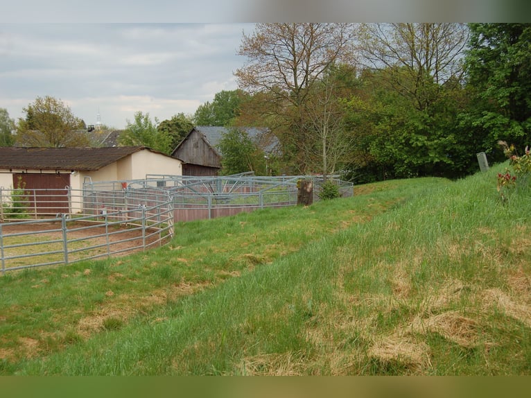 Tinkersstoeterij in Zuid west Polen