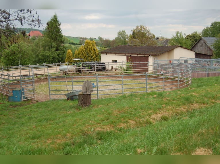 Tinkersstoeterij in Zuid west Polen