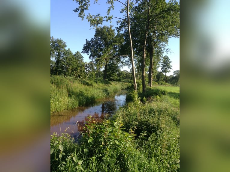 Traumhaftes Anwesen mit 3 Wohnhäusern in Ostfriesland