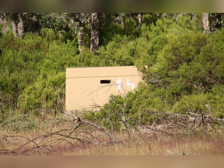 Urocza farma z folwakiem w Salamance – 200 ha