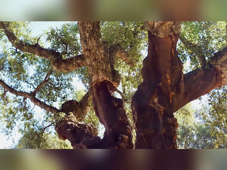 W pełni wyposażony dom wiejski z basenem