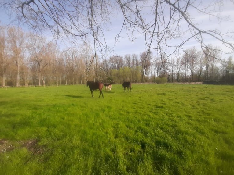 Weiland met paardenstallen op een opp. van 1,43ha - 9310 Aalst