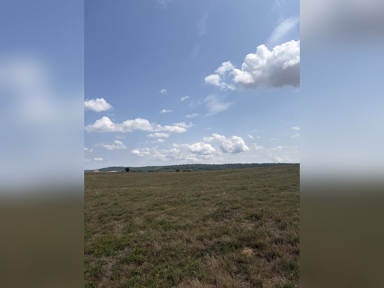 Wyjątkowa posiadłość jeździecka z około 34 hektarami otwartych pastwisk oraz panoramicznym widokiem