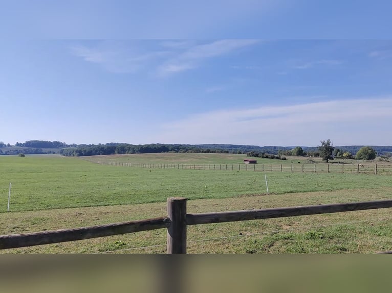 Wyjątkowa posiadłość jeździecka z około 34 hektarami otwartych pastwisk oraz panoramicznym widokiem