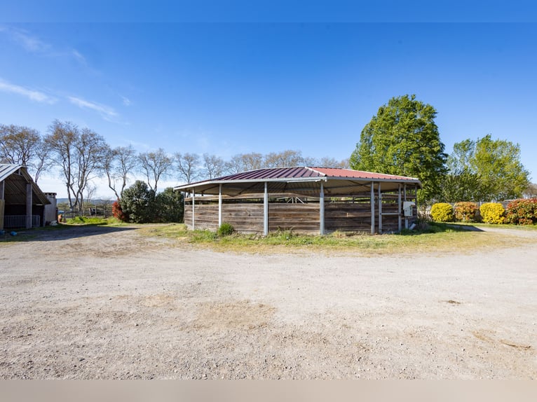 Wysoka rentowność stajni – działalność tranzytowa