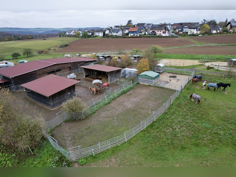 Wysoko rentowny kompleks jeździecki z dużą ilością ziemi, idealny do hodowli koni w warunkach zgodny