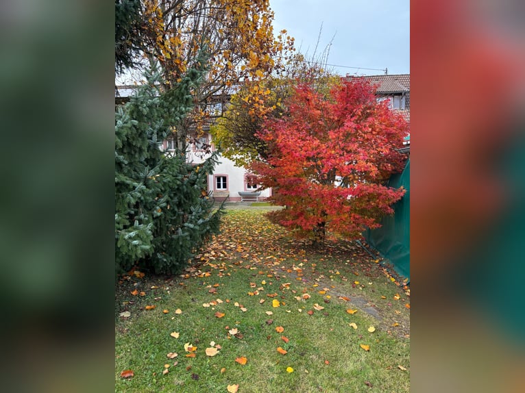 Zadbany kompleks jeździecki na 5000 m², z piaskownią i widokiem na Alpy | w pobliżu Szwajcarii | duż