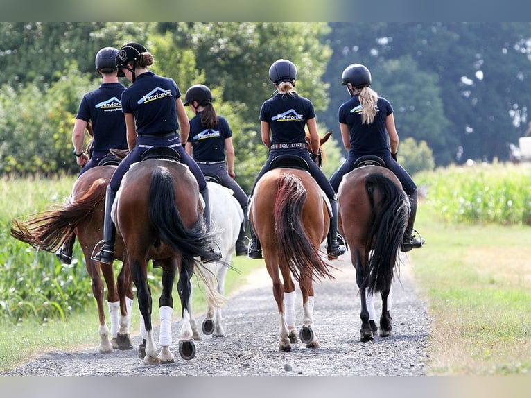 Experienced Pony Rider Wanted in Marsberg, Germany