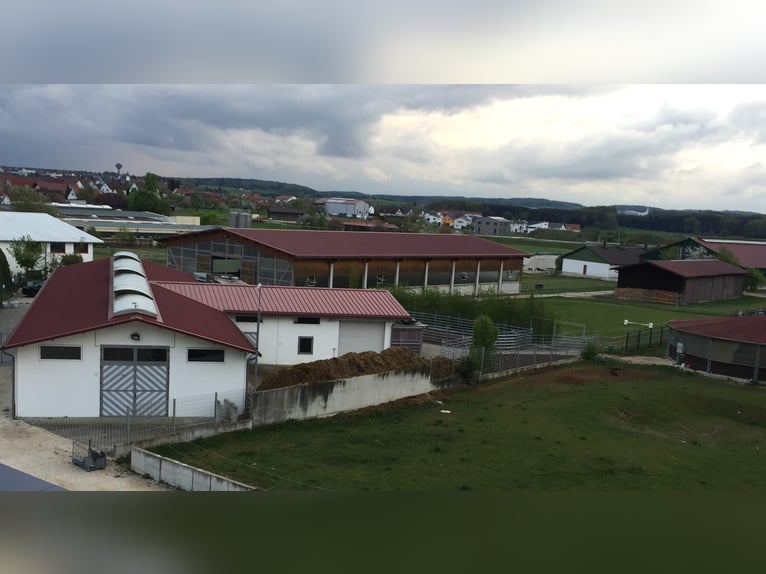 Jeździec/Jeźdźczyni skoków przez przeszkody (m/k/d)