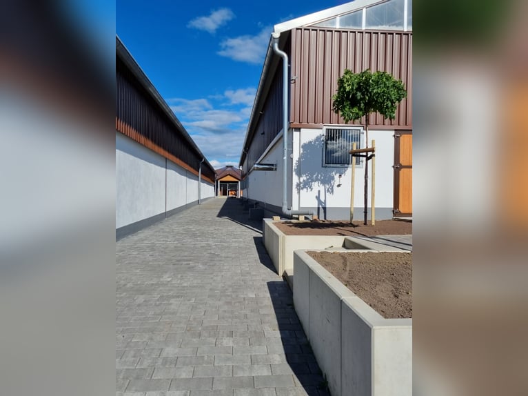 Partner do szkolenia młodych koni skokowych