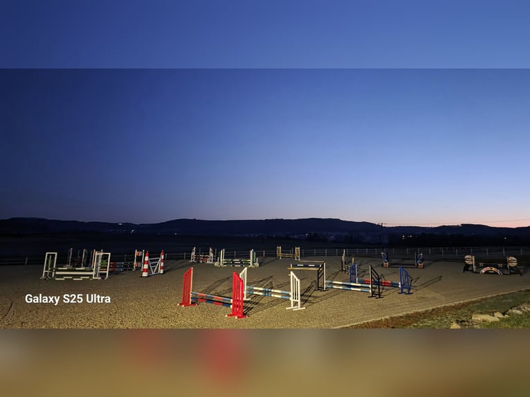 Bereiter/in in privater Reitanlage Festanstellung oder Freelancer