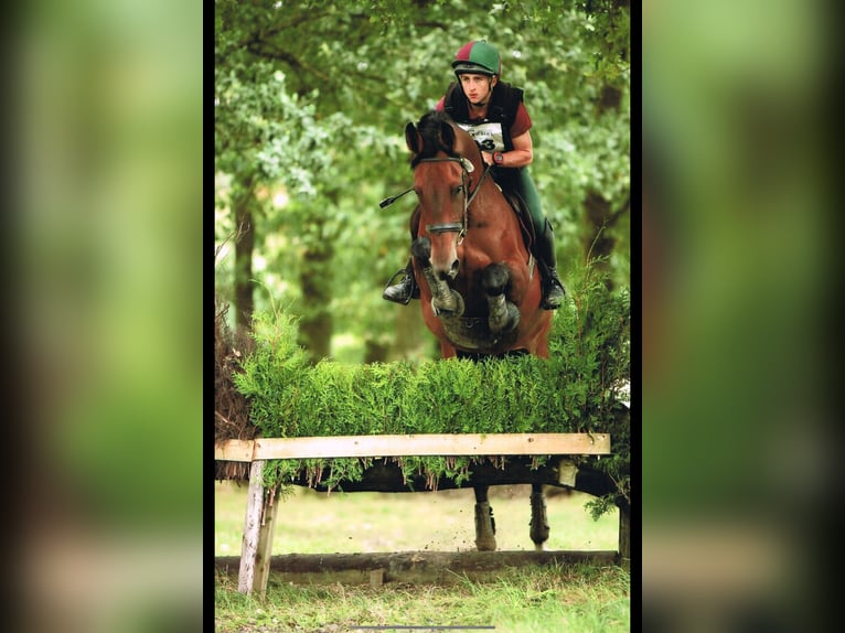 Beritt & reitunterricht 