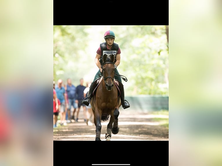 Beritt & reitunterricht 