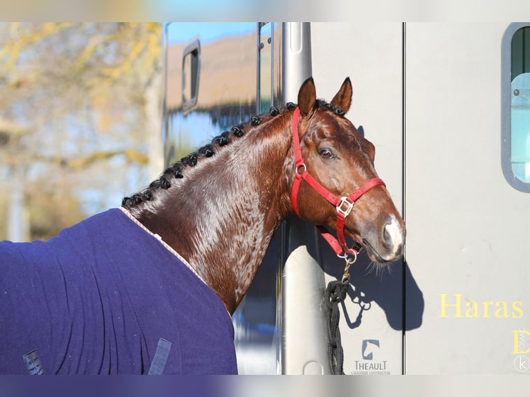 Cavalier de Dressage jeune chevaux 