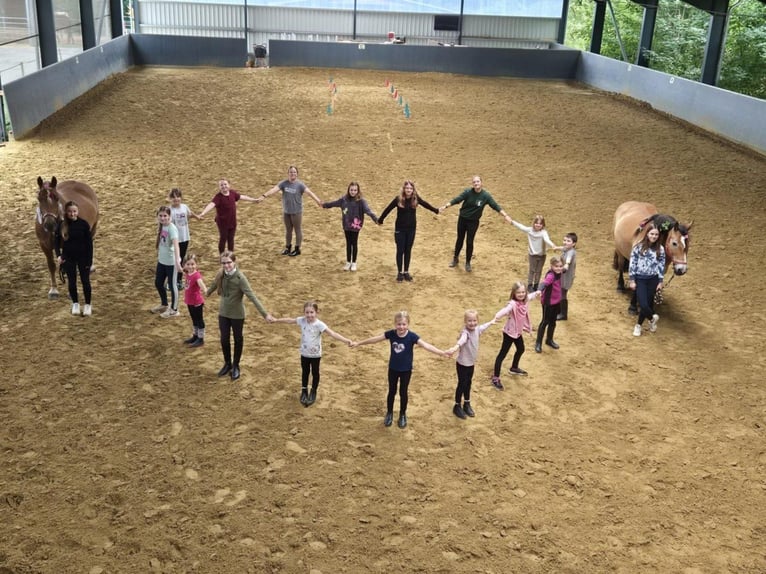 Job als Trainer Reitlehrer Kinderreitunterricht Unterricht