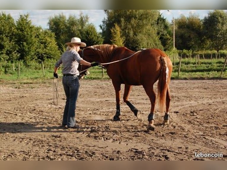 monitrice d'équitation à domicile comportementaliste équin