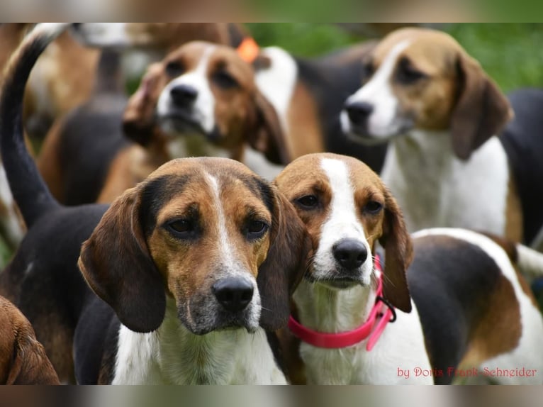 Poszukujemy kierownika stajni przy Hotelu Reiterhof Altmühlsee