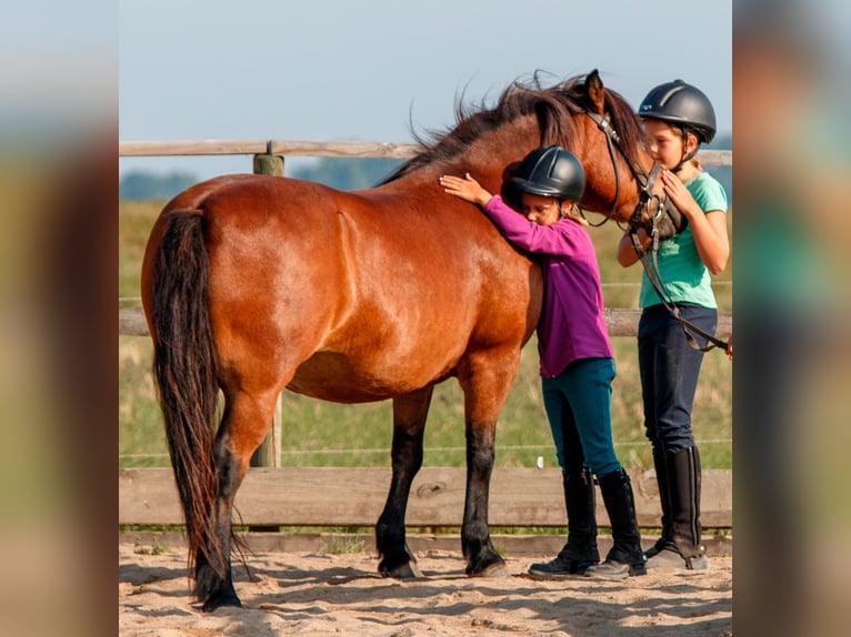 Reitlehrer/in gesucht!