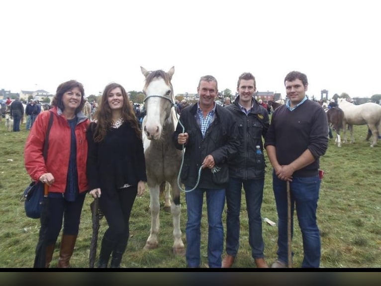 Poszukiwany jeździec