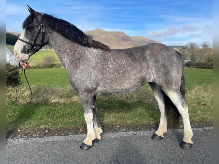 Poszukiwany jeździec