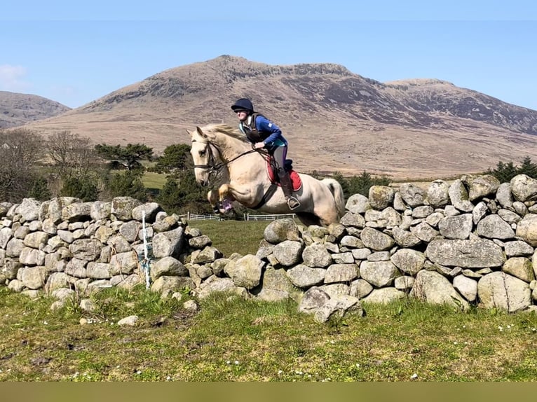 Poszukiwany jeździec