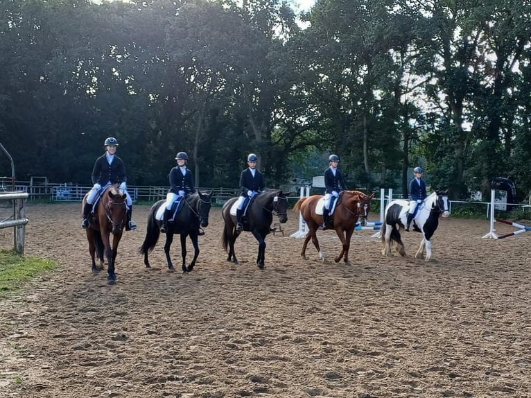 Ausbildung zu Pferdewirt Service und Haltung / Klassische Reitausbildung