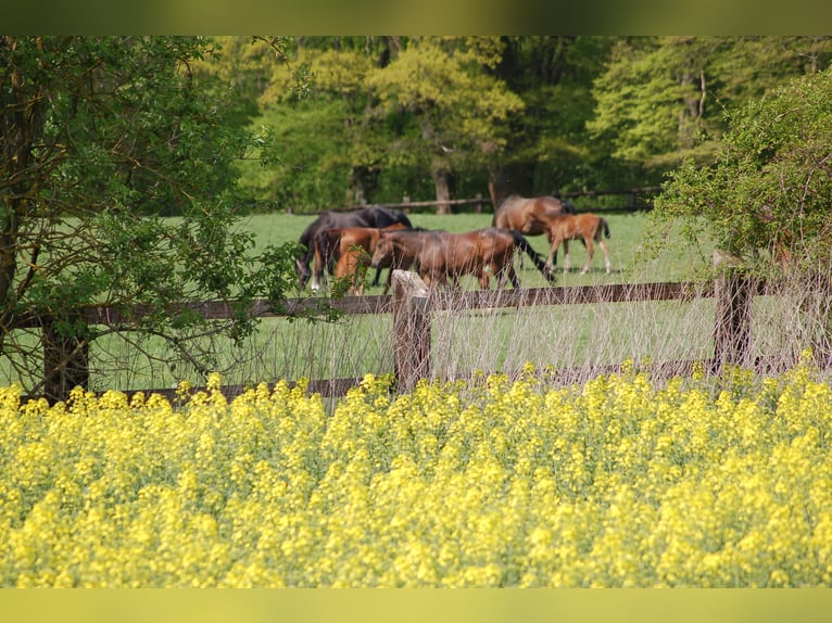 Landwirtschaftlicher Mitarbeiter mit guter Qualifikation in Teil- oder Vollzeit