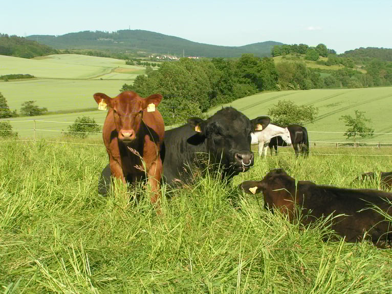 Landwirtschaftlicher Mitarbeiter mit guter Qualifikation in Teil- oder Vollzeit