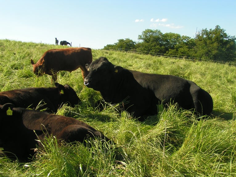 Landwirtschaftlicher Mitarbeiter mit guter Qualifikation in Teil- oder Vollzeit
