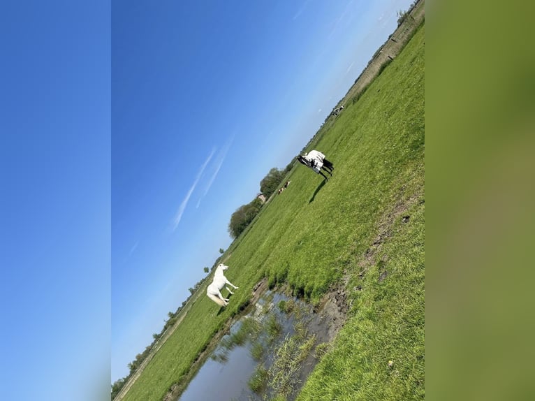 Letni wybieg nad Morzem Północnym