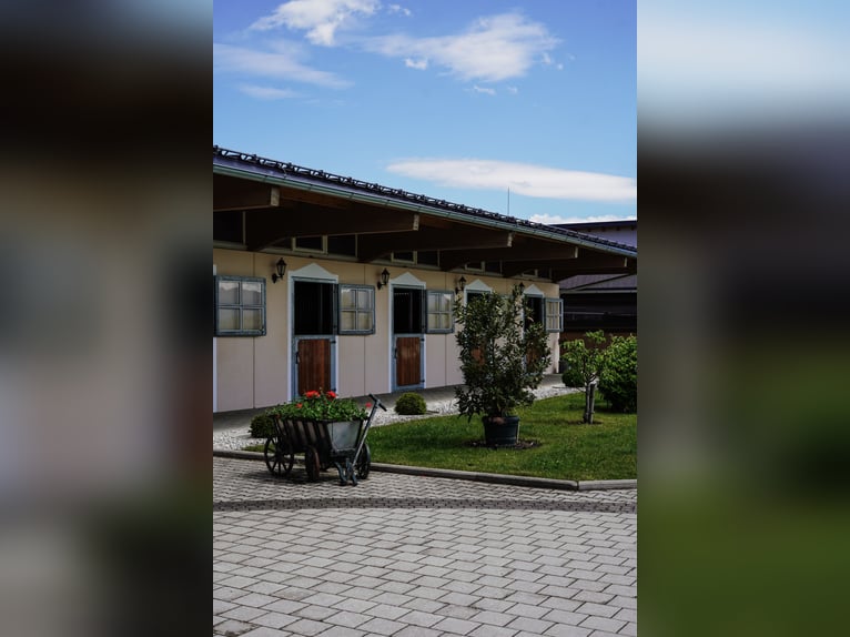 Pferdepfleger für Sport und Reha Stall gesucht 