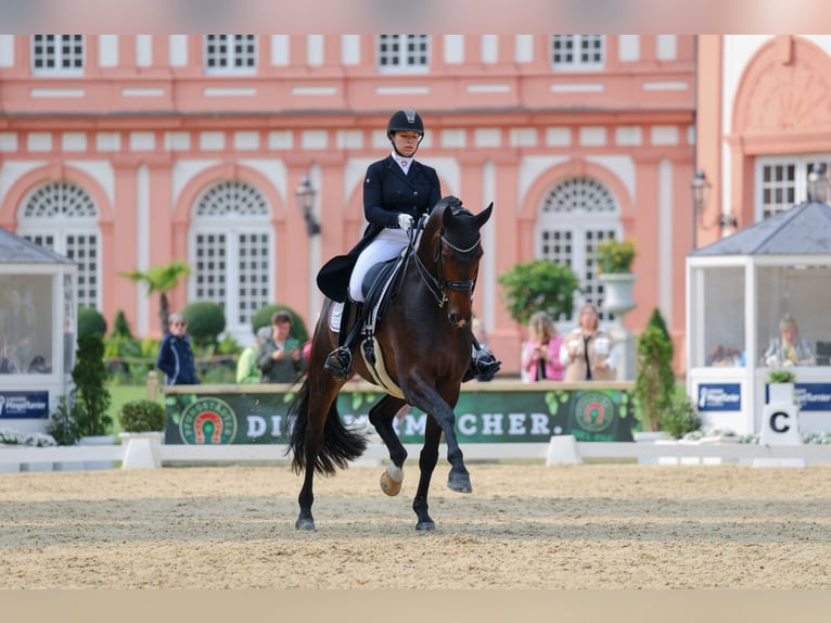 Pferdepfleger-/in (Vollzeit) gesucht