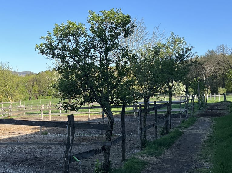 Pferdepfleger/ Jungpferdereiter