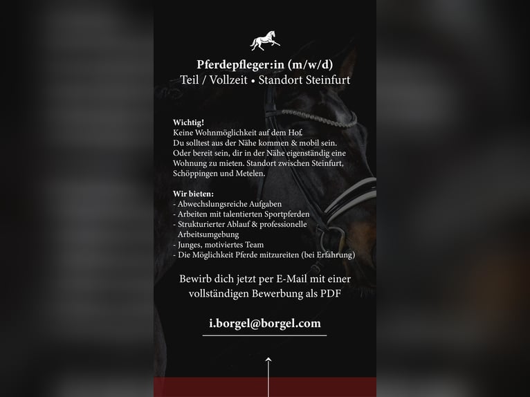 Pferdepfleger/in / Stallhilfe / Reiter/in gesucht 