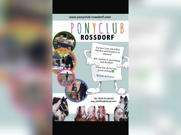 Ponyclub Trainer 