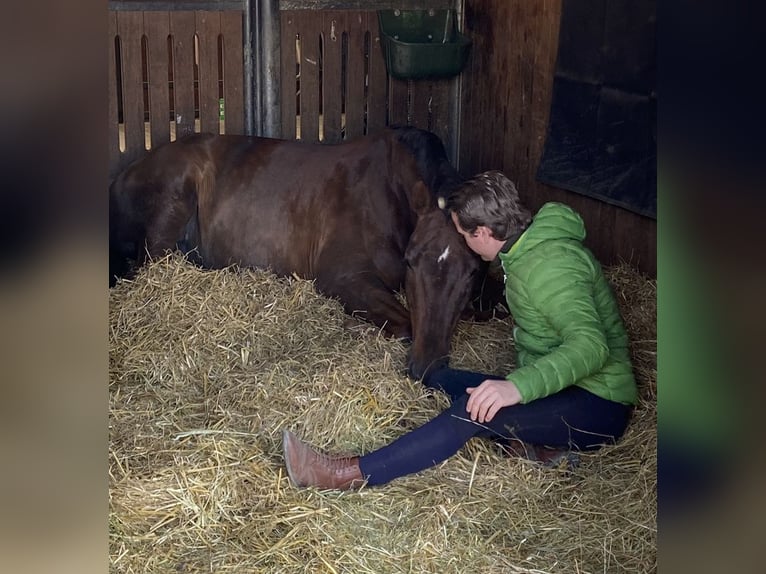 „Horse-Sitting“ und Pferdepflege!  Stallfrei mit gutem Gewissen im Raum München und Starnberg 