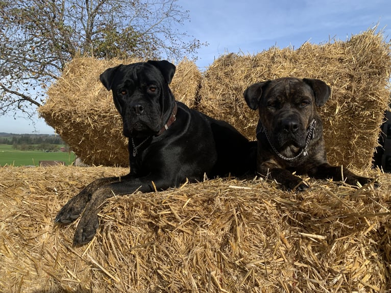 Marzenie o zawodzie jeźdźca koni / jeździeckim mistrzu