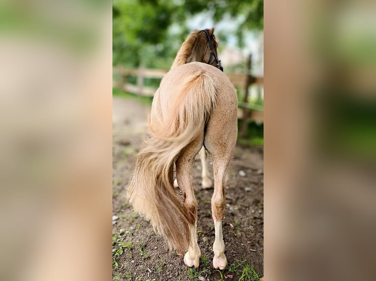 Vermittlung (auch online) von Pferden und Ponys
