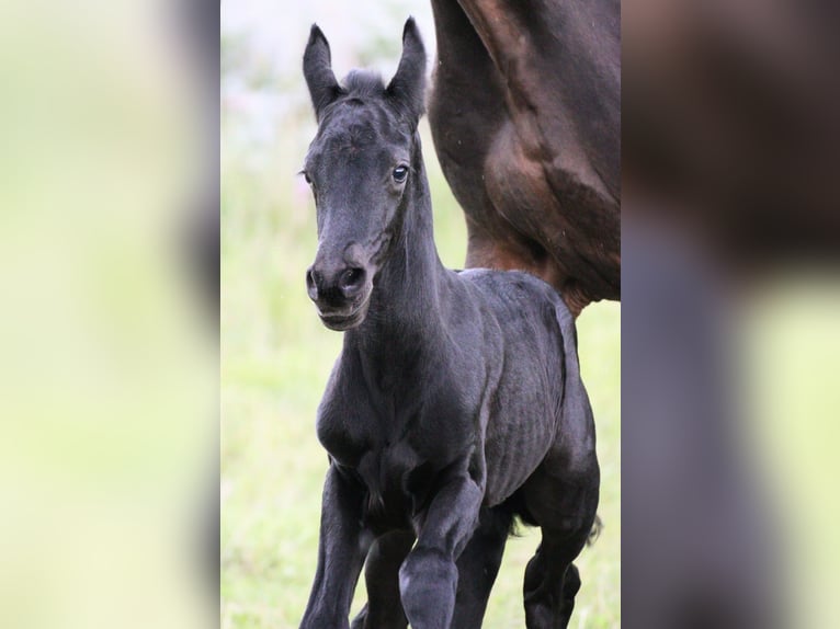 Vermittlung (auch online) von Pferden und Ponys
