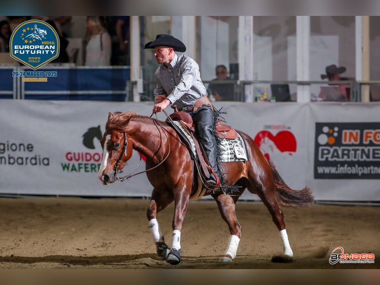 Westerntrainer Assistent - Reining 