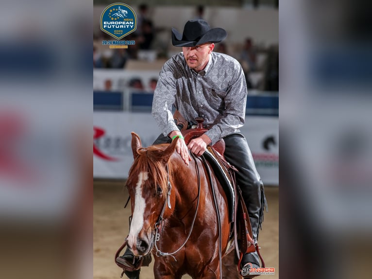 Westerntrainer Assistent - Reining 