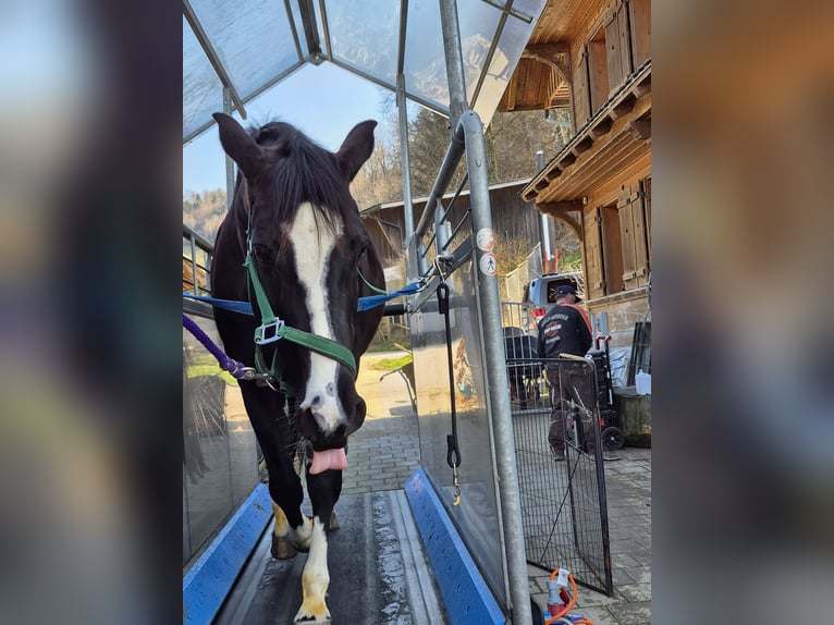 Bieżnia dla koni HORSE GYM 2000